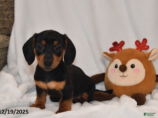 Miniature Dachshund dogs Bella - Ad 41