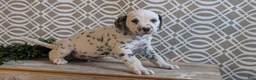 Dalmatian dogs for sale: Teddy - Ad 5
