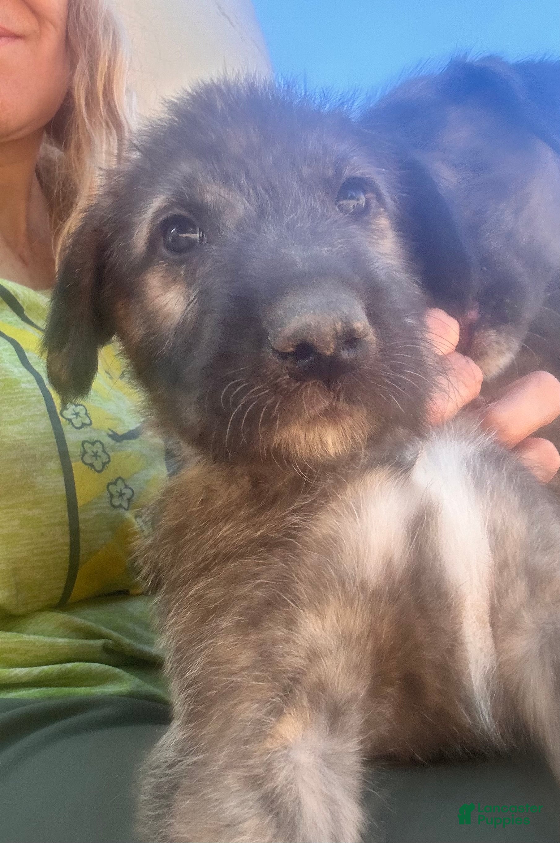Irish Wolfhound dogs  Seven 907-575-2003 - Ad 1