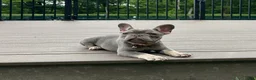 French Bulldog dogs for sale: Violet - Ad 24