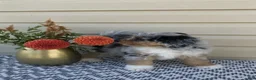 Mini Aussiedoodle dogs for sale: Dexter - Ad 7