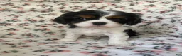 Cavalier King Charles Spaniel dogs for sale: Miracle - Ad 10