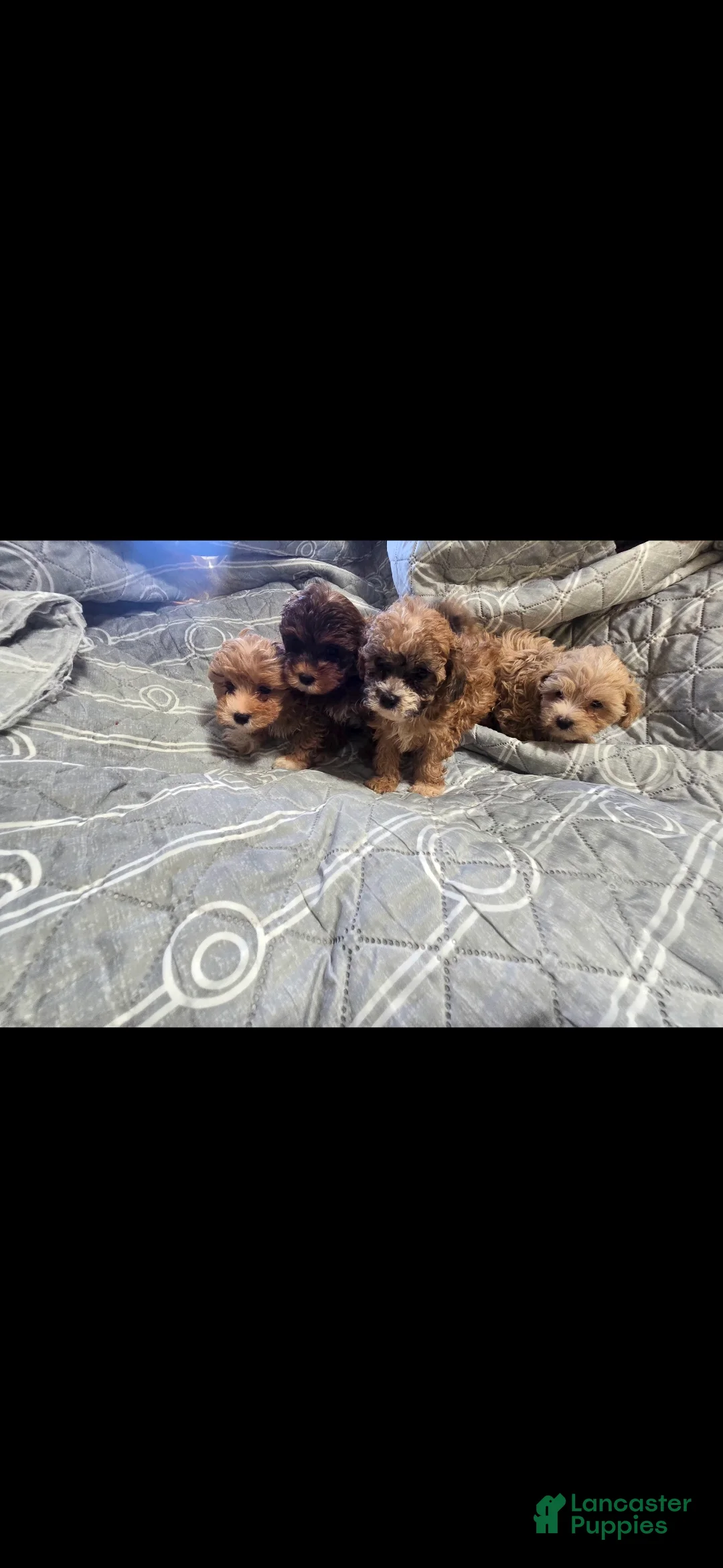 Maltipoo dogs for sale:  2 - Ad 3