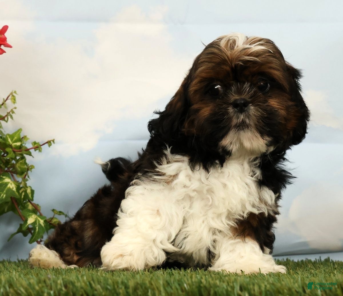 Shih Tzu dogs Liberty - Ad 1
