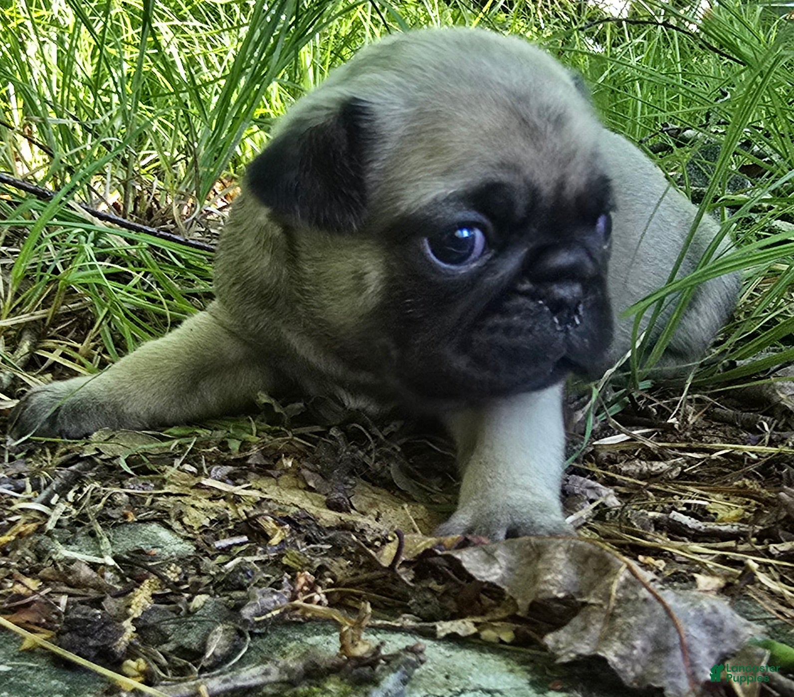 Pug dogs Chad - Ad 2