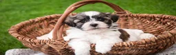 Havanese dogs for sale: Happy - Ad 1