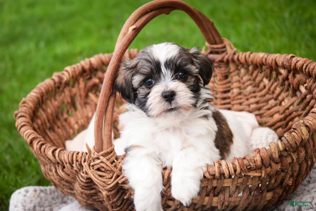 Havanese dogs for sale: Happy - Ad 1