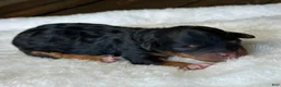 Mixed Breed dogs for sale: Black & Tan Micro Mini - Ad 3