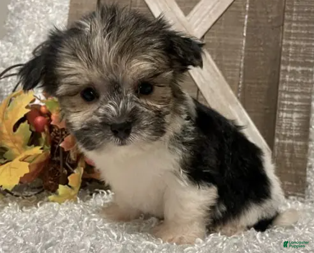 Morkie dogs for sale: Tuffy - Ad 3