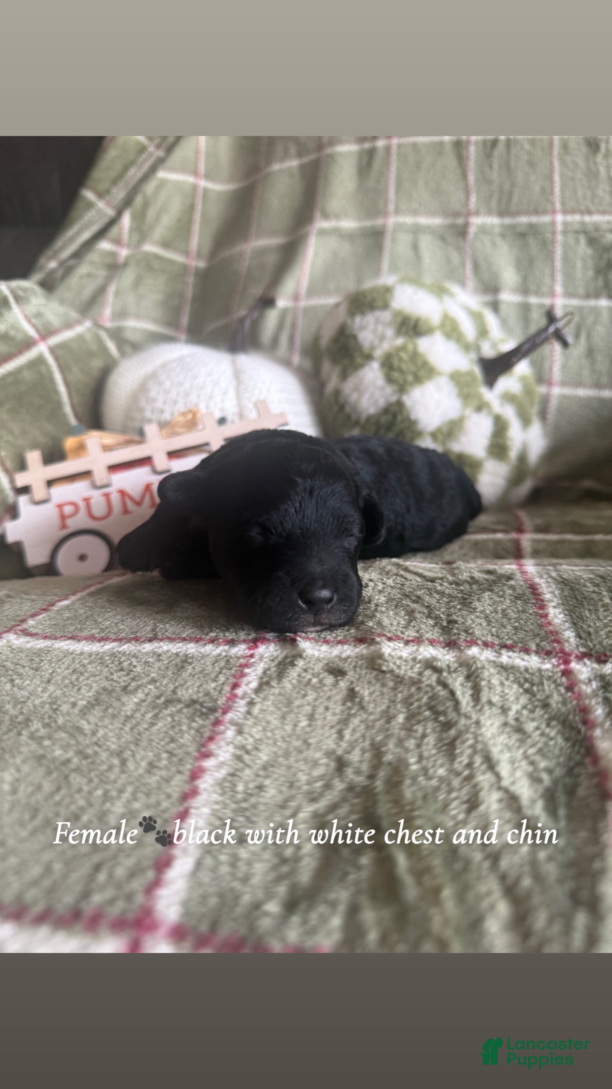 Miniature Poodle dogs Miniature Poodle 2 - Ad 35