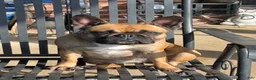 Mixed Breed dogs for sale: Skittles - Ad 9