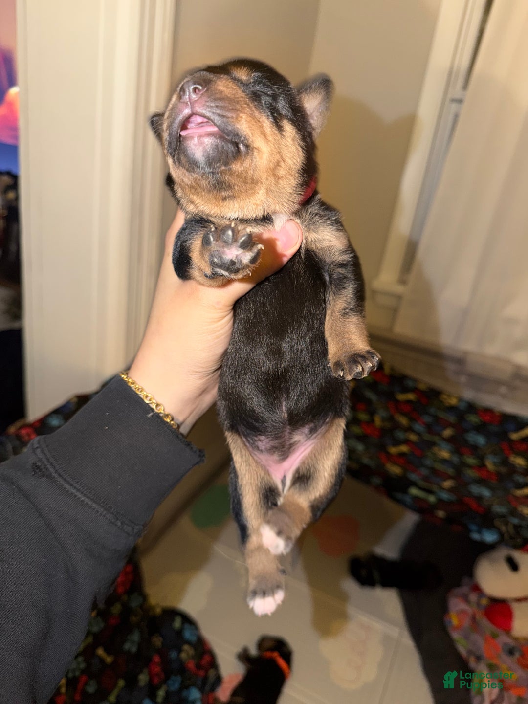 Mixed Breed dogs for sale: Athena - Ad 3