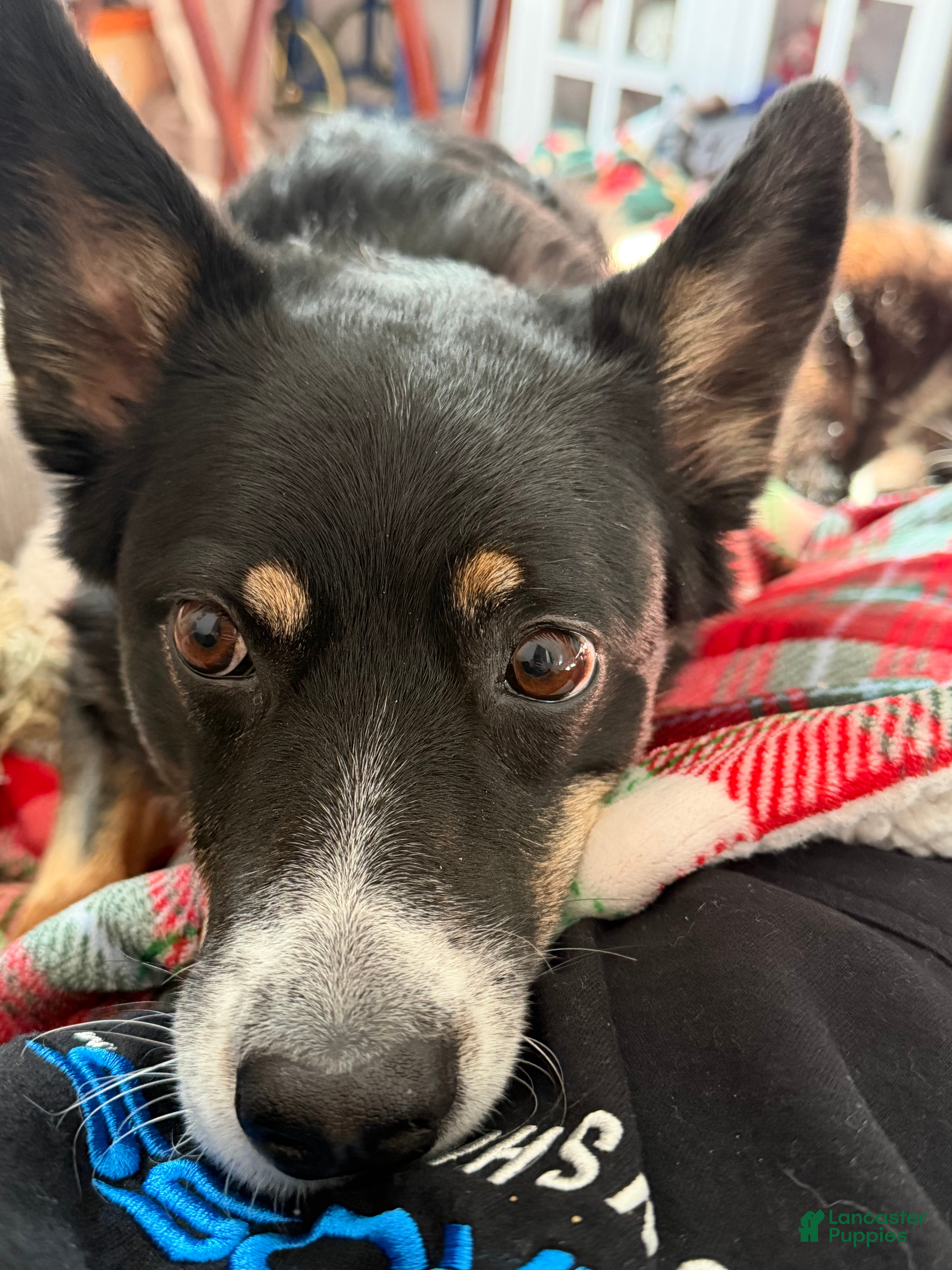 Collie dogs 6yr old Female Australian Boarder Collie - Ad 10