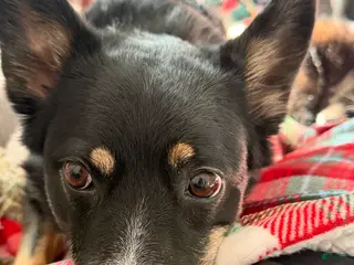 Collie dogs 6yr old Female Australian Boarder Collie - Ad 10