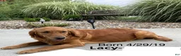 Golden Retriever dogs for sale: Lacy - Ad 7