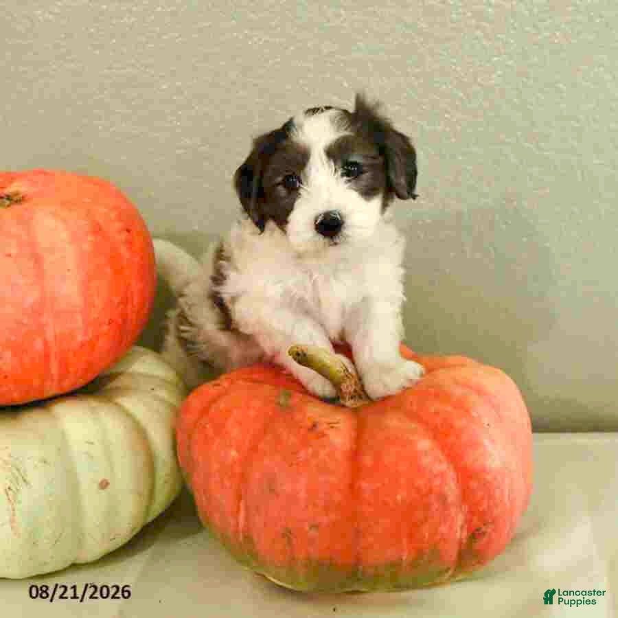 Mini Bernedoodle dogs Micah - Ad 1