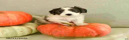 Mini Bernedoodle dogs for sale: Micah - Ad 1