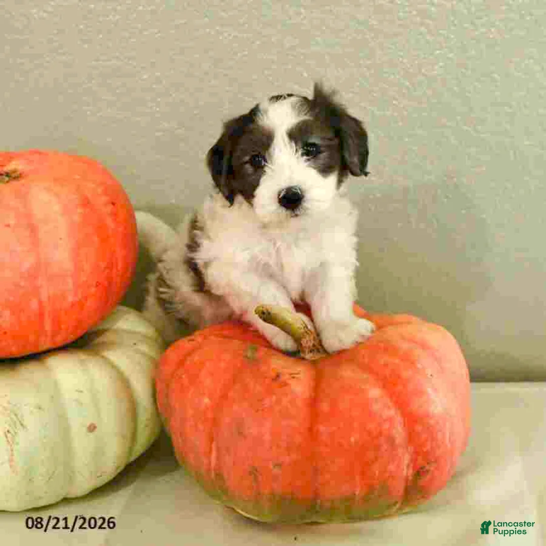 Mini Bernedoodle dogs for sale: Micah - Ad 1