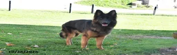 German Shepherd dogs for sale: Megan - Ad 7