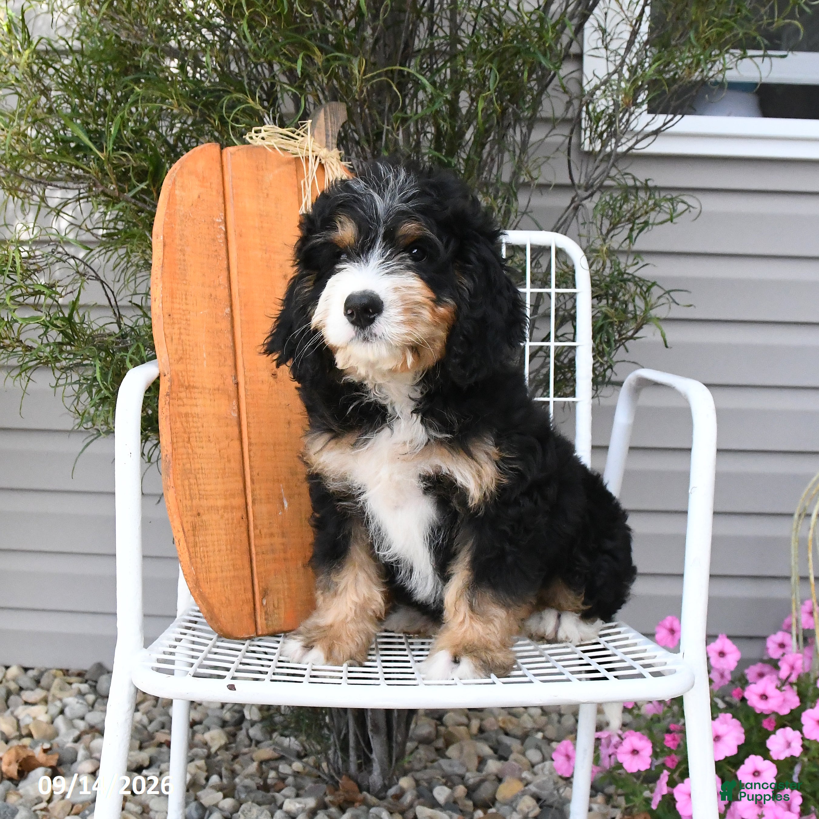 Mini Bernedoodle dogs Rocky - Ad 1