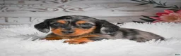 Miniature Dachshund dogs for sale: AKC-Hershey - Ad 1