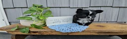 Chihuahua dogs for sale: Milo - Ad 2