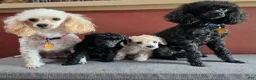 Toy Poodle dogs for stud: AKC Toy poodle stud - Ad 4