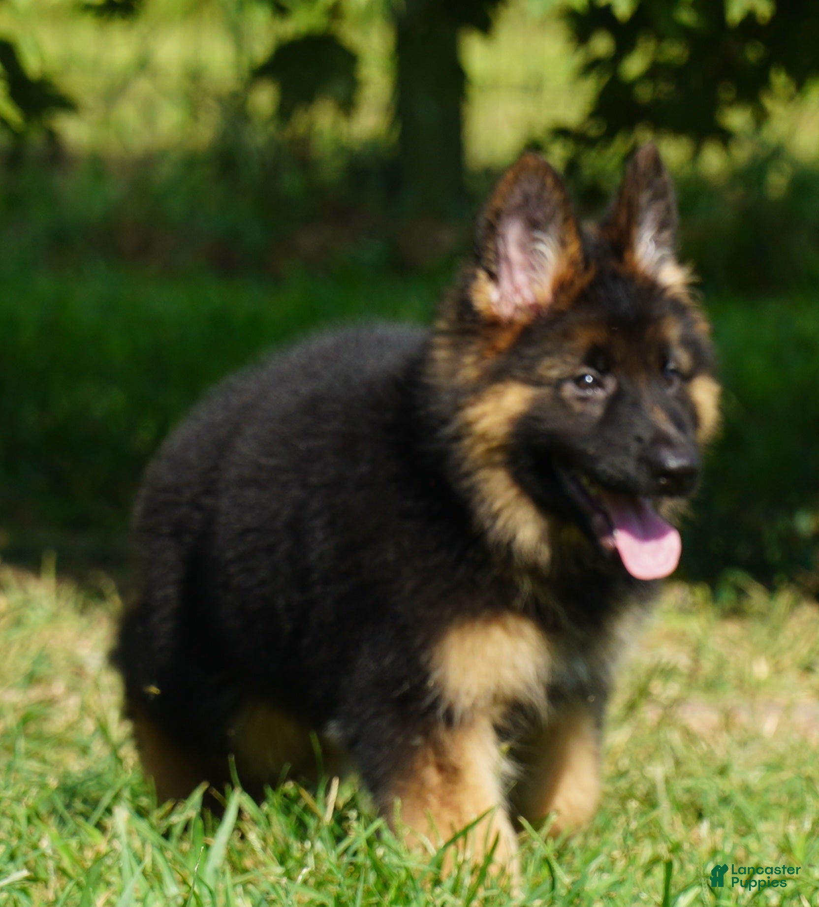 German Shepherd dogs German Shepherd 3 - Ad 29