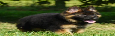 German Shepherd 3