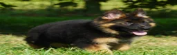 German Shepherd dogs for sale: German Shepherd 3 - Ad 1