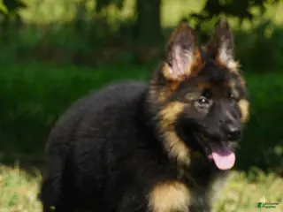 German Shepherd dogs German Shepherd 3 - Ad 28