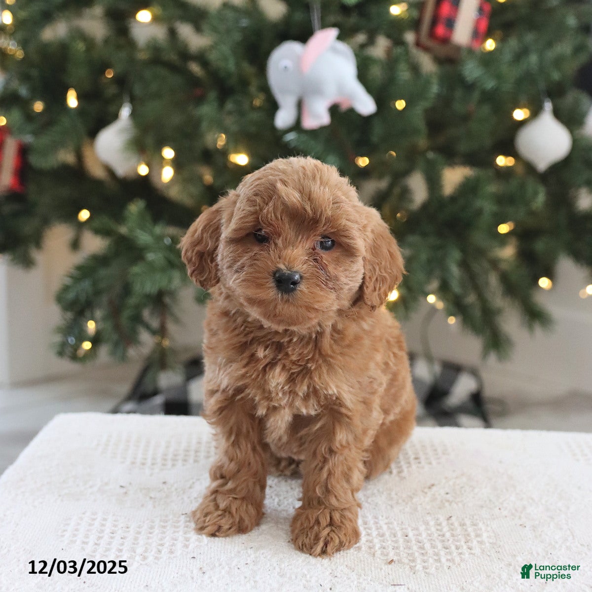 Cockapoo dogs Andi - Ad 33