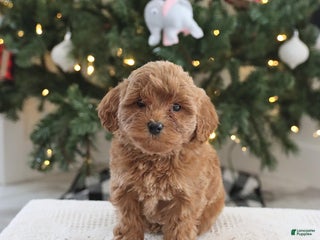 Cockapoo dogs Andi - Ad 20