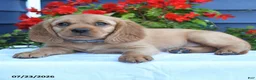 Miniature Golden Retriever dogs for sale: Pansey - Ad 4