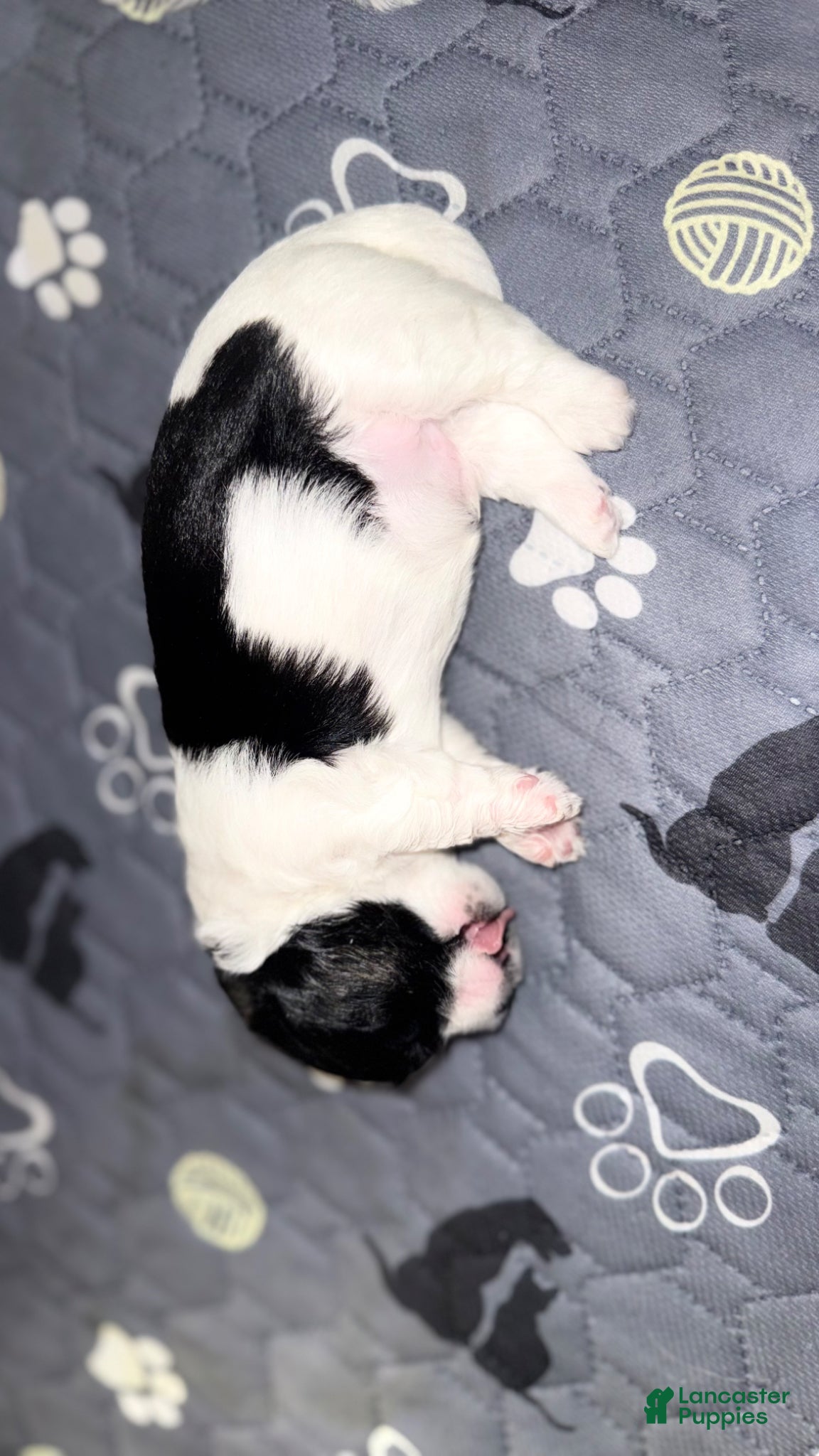 Mixed Breed dogs Oreo - Ad 37