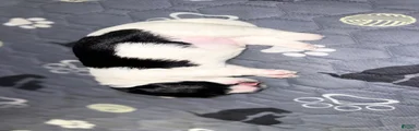 Oreo