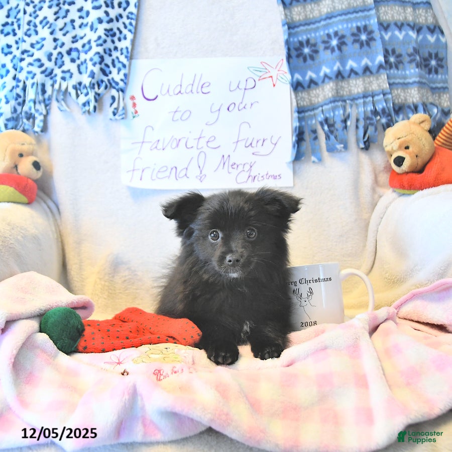 Mixed Breed dogs Daisy - Ad 31