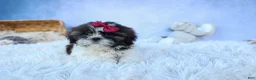 Shih Tzu dogs for sale: RACHEL - Ad 6