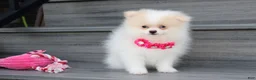 Pomeranian dogs for sale: Roxy - Ad 2