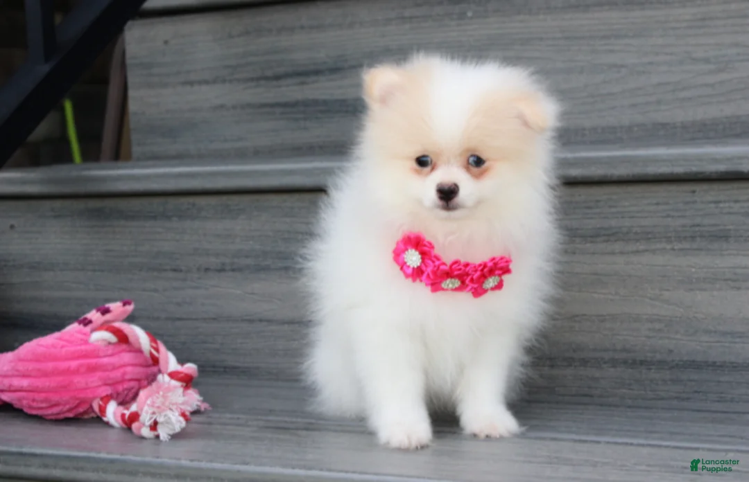 Pomeranian dogs for sale: Roxy - Ad 2
