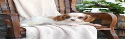 Cavapoo dogs for sale: Chips - Ad 4