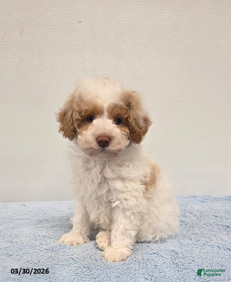 Mini Goldendoodle dogs Cody - Ad 1