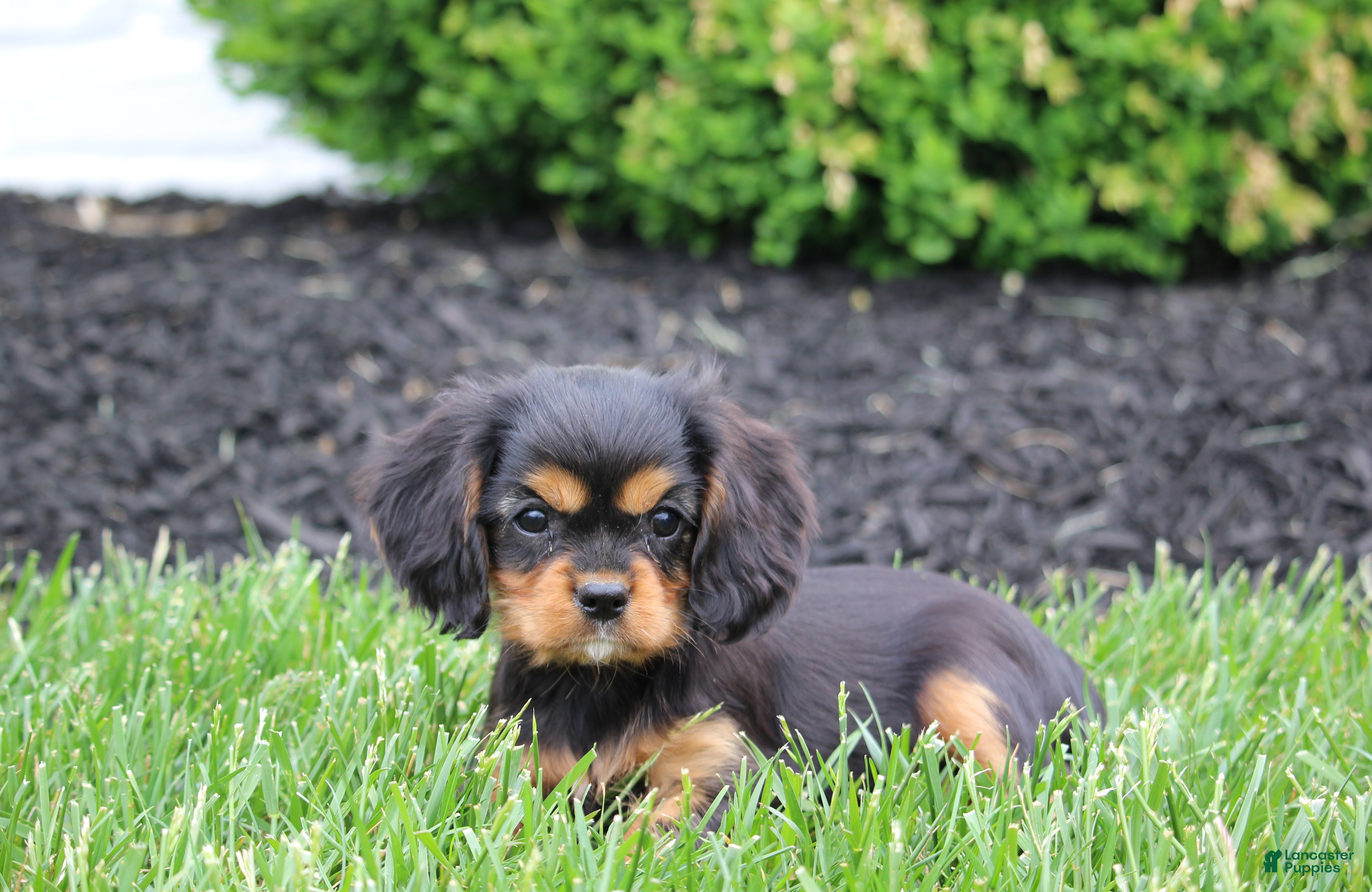 Cavalier King Charles Spaniel dogs Benny - Ad 2