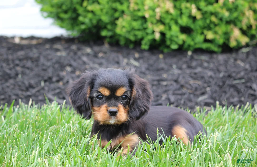 Cavalier King Charles Spaniel dogs for sale: Benny - Ad 2
