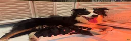 Miniature Australian Shepherd dogs for sale: Miniature Australian Shepherd 8 - Ad 5