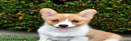 Welsh Corgi Pembroke dogs for sale: Pixie - Ad 2