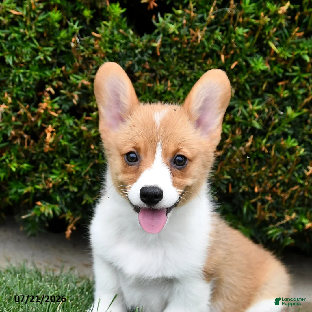Welsh Corgi Pembroke dogs for sale: Pixie - Ad 2