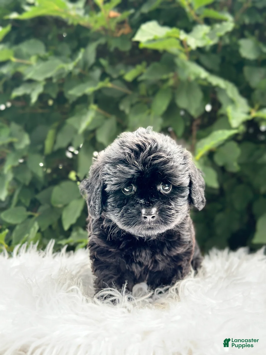 Doxiepoo dogs for sale: Louie - Ad 1