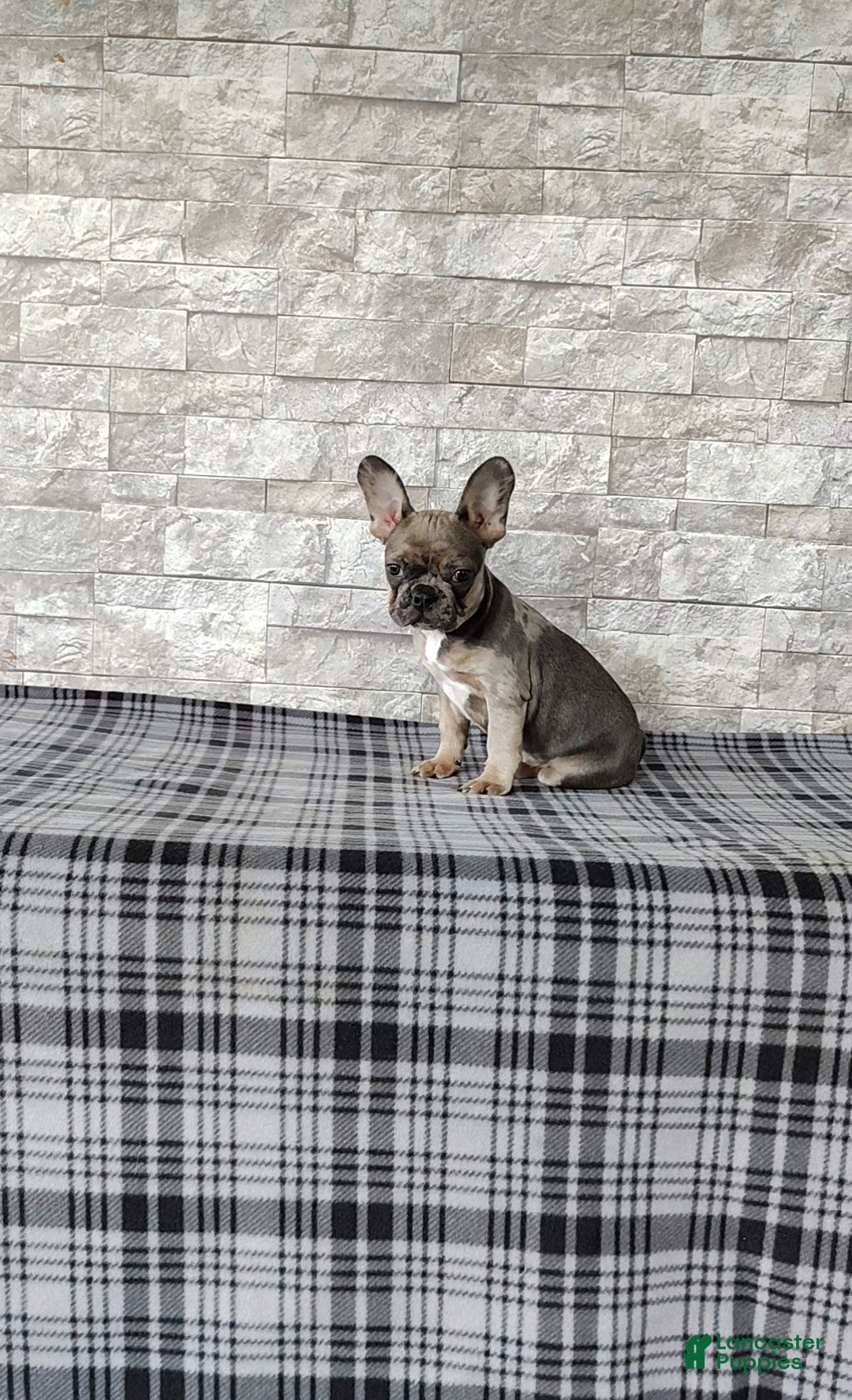 Mixed Breed dogs Daisy - Ad 2