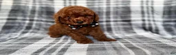 Mini Goldendoodle dogs for sale: Snickers - Ad 4